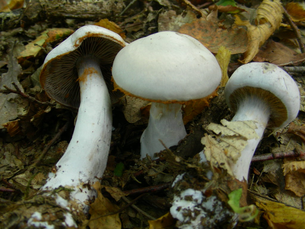 Altro colore di  Cortinarius ...